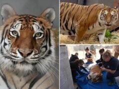 Una tigre salvata dal “peggior zoo d’America” trova una nuova casa in California