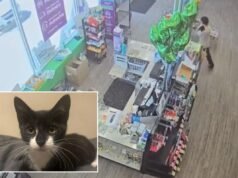 Il sospettato di rapina in banca nel Maryland presumibilmente ruba un gattino, chiede al dipendente di trattenerlo prima di chiedere contanti
