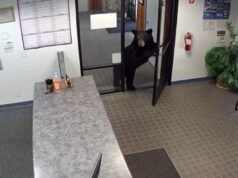 Orso nero ripreso in video mentre vagava nell’ufficio del distretto idrico della California dopo aver aperto la porta principale