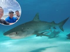 Al diavolo o all’acqua alta: come tre amici sono sopravvissuti a un naufragio e all’attacco di uno squalo nel Golfo del Messico