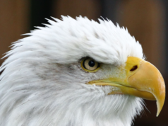 L’aquila calva chiamata “Independence” prende l’aereo Delta per Philadelphia per le celebrazioni dell’America 250