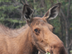 FOTO — Una coppia aiuta il vitello di alce a sfuggire all’attacco di un orso nei boschi del Maine: “Il mio cuore batteva forte”