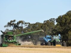 L’Australia ottiene un maggiore accesso al mercato cinese della canola dopo l’approvazione della sperimentazione