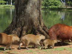 Guarda: I capibara invadono il Parlamento regionale in Brasile