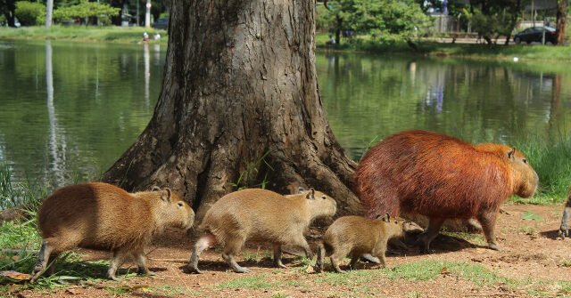 capybaras-640x335.jpg