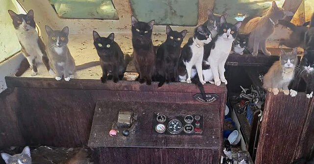 cats-on-abandoned-sailboat-1-640x335.jpg