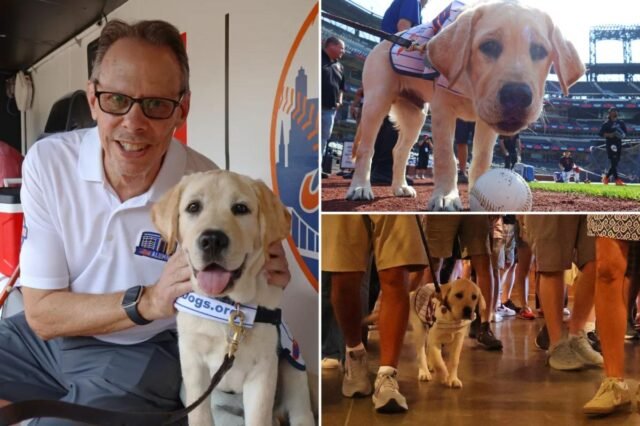 mets-service-dog-comp.jpg