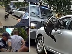 Il K-9 della polizia di Washington si mette in azione dopo che il sospetto conducente in stato di ebbrezza si rifiuta di arrendersi