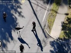 Momento esilarante: la polizia cattura un emù latitante fuggito da uno zoo didattico