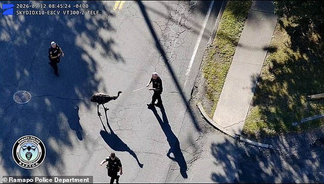 111266999-16132911-image-a-1_1789486699552.jpg