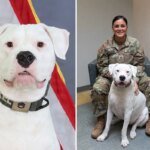 Il cane sordo si è arreso da cucciolo per schierarsi con la Guardia Nazionale