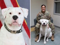 Il cane sordo si è arreso da cucciolo per schierarsi con la Guardia Nazionale