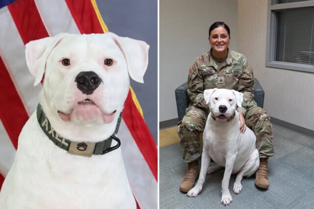Il cane sordo si è arreso da cucciolo per schierarsi con la Guardia Nazionale Il cane sordo si è arreso da cucciolo per schierarsi con la Guardia Nazionale