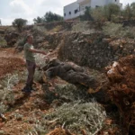 “Hanno sradicato tutto”: Israele demolisce gli uliveti di proprietà palestinese