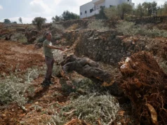 “Hanno sradicato tutto”: Israele demolisce gli uliveti di proprietà palestinese