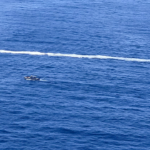 Almeno 40 persone salvate, 2 morte mentre la barca si ribalta dopo uno scontro con il machete vicino a Porto Rico