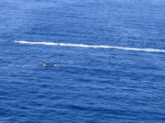 Almeno 40 persone salvate, 2 morte mentre la barca si ribalta dopo uno scontro con il machete vicino a Porto Rico