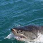 Guarda: Grandi feste di squali bianchi a Seal al largo di Nantucket