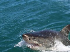 Guarda: Grandi feste di squali bianchi a Seal al largo di Nantucket