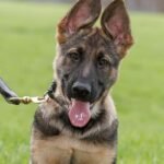 Sei cuccioli a rapporto! Cani poliziotto emergenti per iniziare l’addestramento