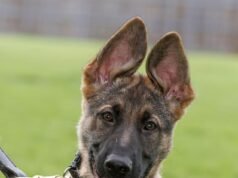Sei cuccioli a rapporto! Cani poliziotto emergenti per iniziare l’addestramento