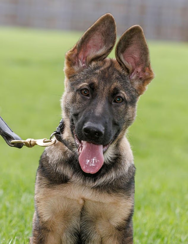 Sei cuccioli a rapporto! Cani poliziotto emergenti per iniziare l’addestramento Sei cuccioli a rapporto! Cani poliziotto emergenti per iniziare l’addestramento