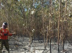 Prabowo sborsa 200 miliardi di IDR per gestire gli incendi boschivi e terrestri nel sud di Sumatra
