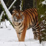 Un uomo muore dopo essere entrato nel recinto delle tigri nel parco naturale inglese