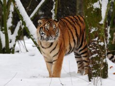 Un uomo muore dopo essere entrato nel recinto delle tigri nel parco naturale inglese