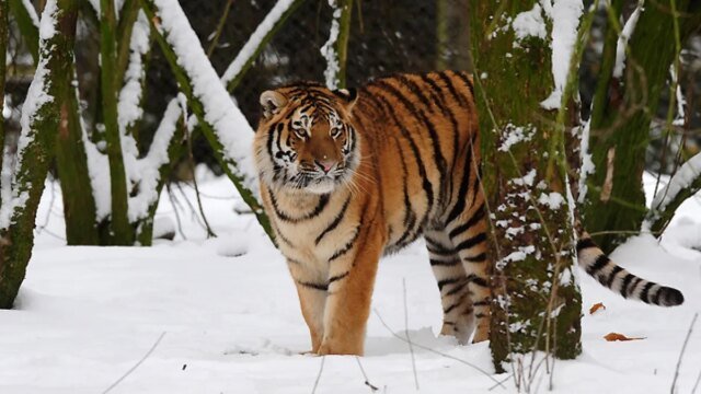 Un uomo muore dopo essere entrato nel recinto delle tigri nel parco naturale inglese