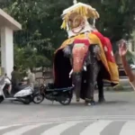 L’elefante sacro che trasporta un santuario d’oro da 650 kg va su tutte le furie