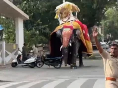 L’elefante sacro che trasporta un santuario d’oro da 650 kg va su tutte le furie
