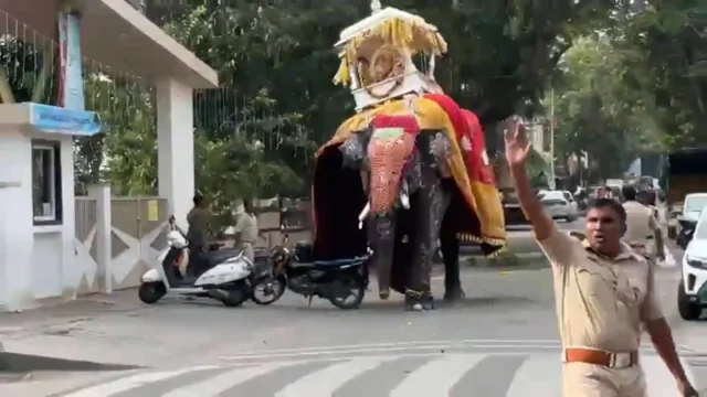 L’elefante sacro che trasporta un santuario d’oro da 650 kg va su tutte le furie