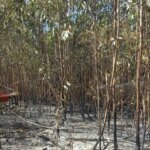 Choirussaib, membro del DPRD di Mempawah, ufficialmente detenuto, diventa sospettato di incendio doloso