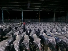 Lo Stato perde 863 miliardi di IDR nel caso di corruzione del cluster di motociclette elettriche MBG, 5.565 unità non possono essere utilizzate perché non ci sono batterie