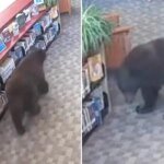 Vecchio sciocco orso sorpreso a rubare miele dalla biblioteca della California