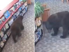 Vecchio sciocco orso sorpreso a rubare miele dalla biblioteca della California