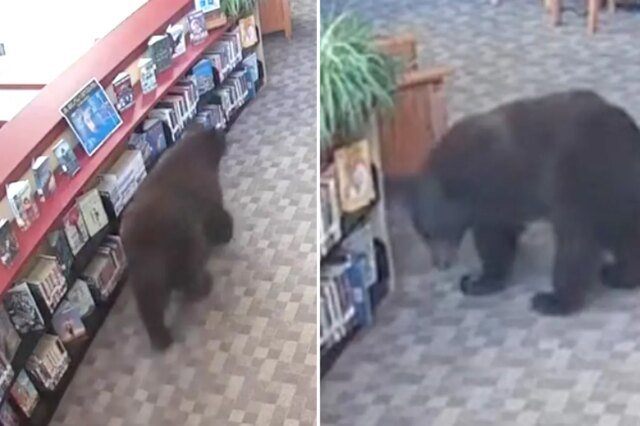 Vecchio sciocco orso sorpreso a rubare miele dalla biblioteca della California