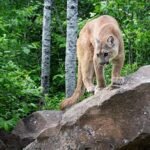 Veterano del Wyoming combatte il leone di montagna a mani nude per salvare il cane