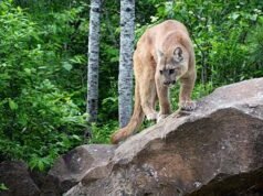 Veterano del Wyoming combatte il leone di montagna a mani nude per salvare il cane