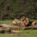 Il giudice ordina all’amministrazione Trump di rispondere della rimozione degli alberi sul campo da golf di Washington