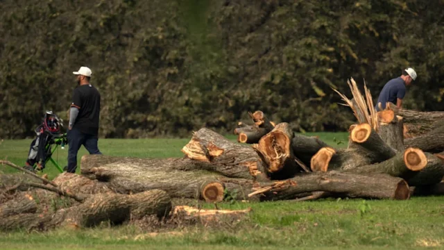 Il giudice ordina all’amministrazione Trump di rispondere della rimozione degli alberi sul campo da golf di Washington