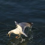 La comunità di FL piange il papà che è annegato mentre cercava di aiutare Seagull