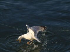 La comunità di FL piange il papà che è annegato mentre cercava di aiutare Seagull