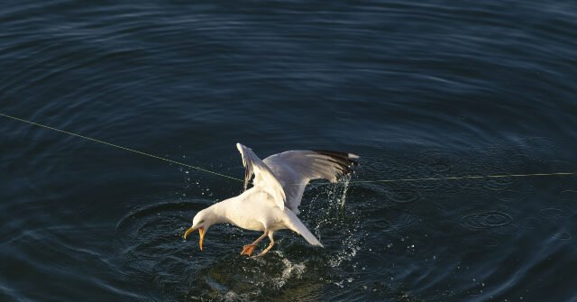 La comunità di FL piange il papà che è annegato mentre cercava di aiutare Seagull La comunità di FL piange il papà che è annegato mentre cercava di aiutare Seagull