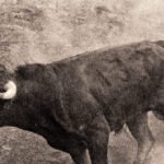 Bull Rider ucciso dopo essere stato lanciato e calpestato nel mezzo del rodeo