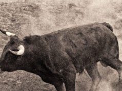 Bull Rider ucciso dopo essere stato lanciato e calpestato nel mezzo del rodeo