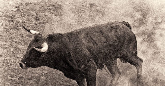 Bull Rider ucciso dopo essere stato lanciato e calpestato nel mezzo del rodeo Bull Rider ucciso dopo essere stato lanciato e calpestato nel mezzo del rodeo